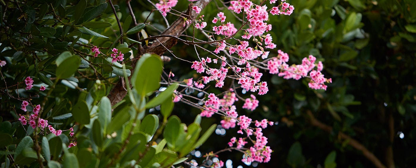 アダンリゾート 太陽～Tida～ - 宿泊予約 - 一休.com