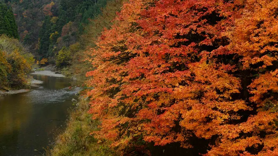 MIYAMA STAY