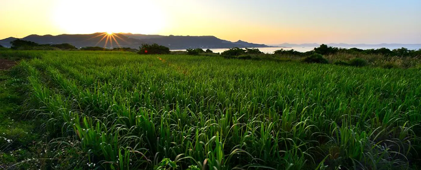 やんばるの大自然