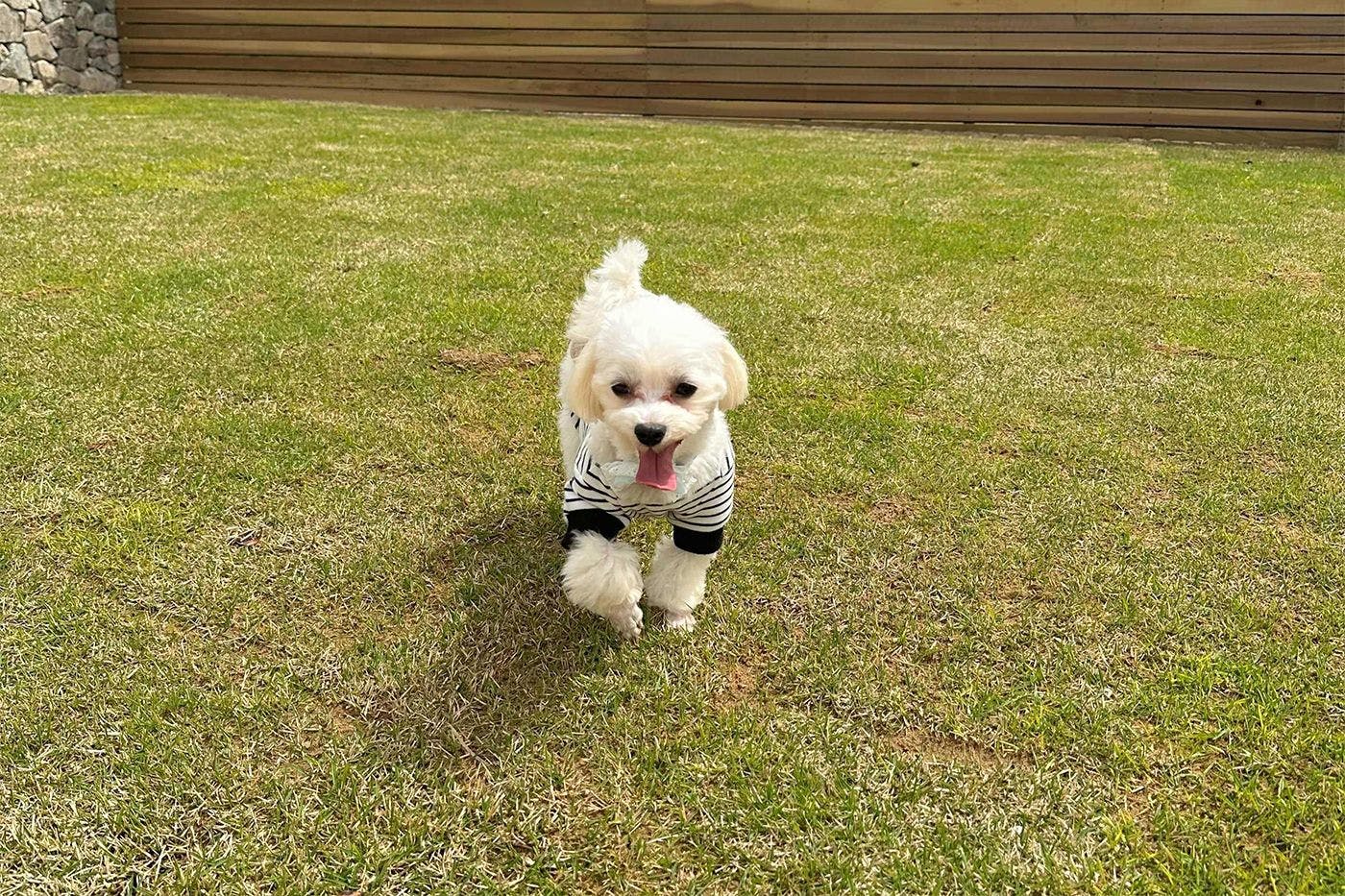 เป็นมิตรกับสัตว์เลี้ยง