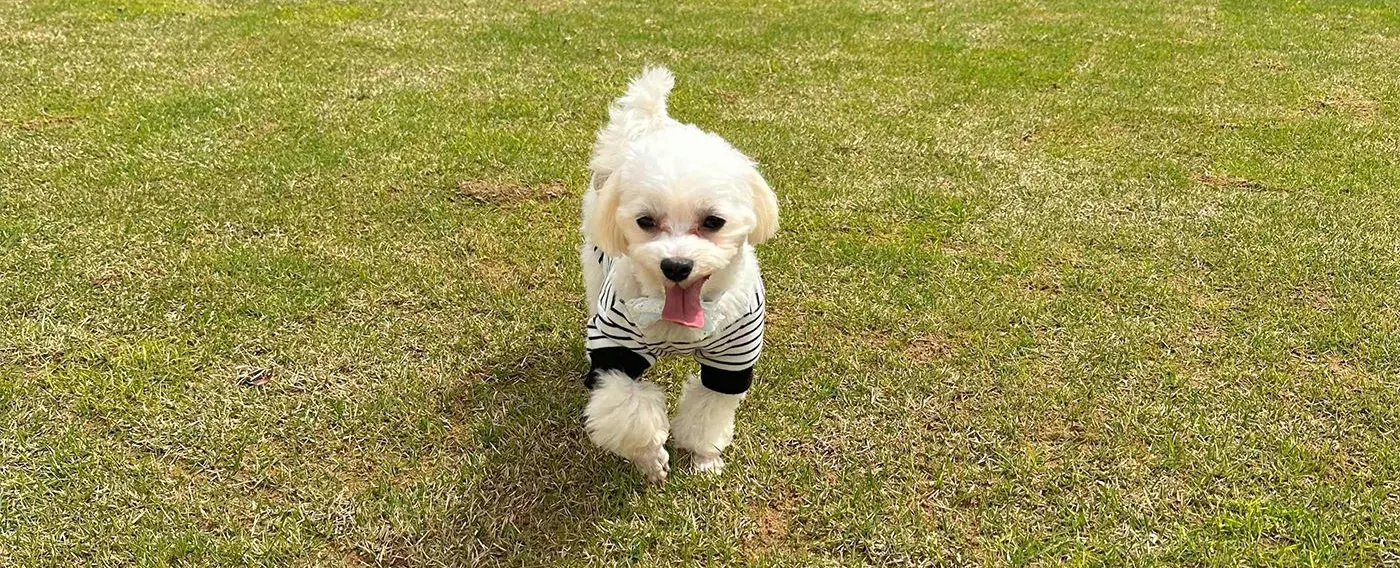 เป็นมิตรกับสัตว์เลี้ยง