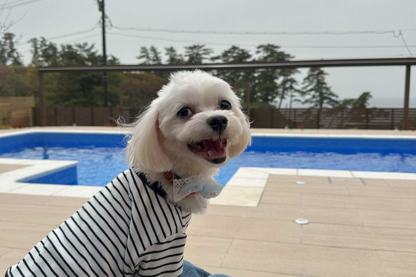 เป็นมิตรกับสัตว์เลี้ยง