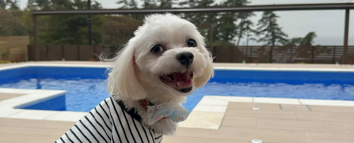 เป็นมิตรกับสัตว์เลี้ยง