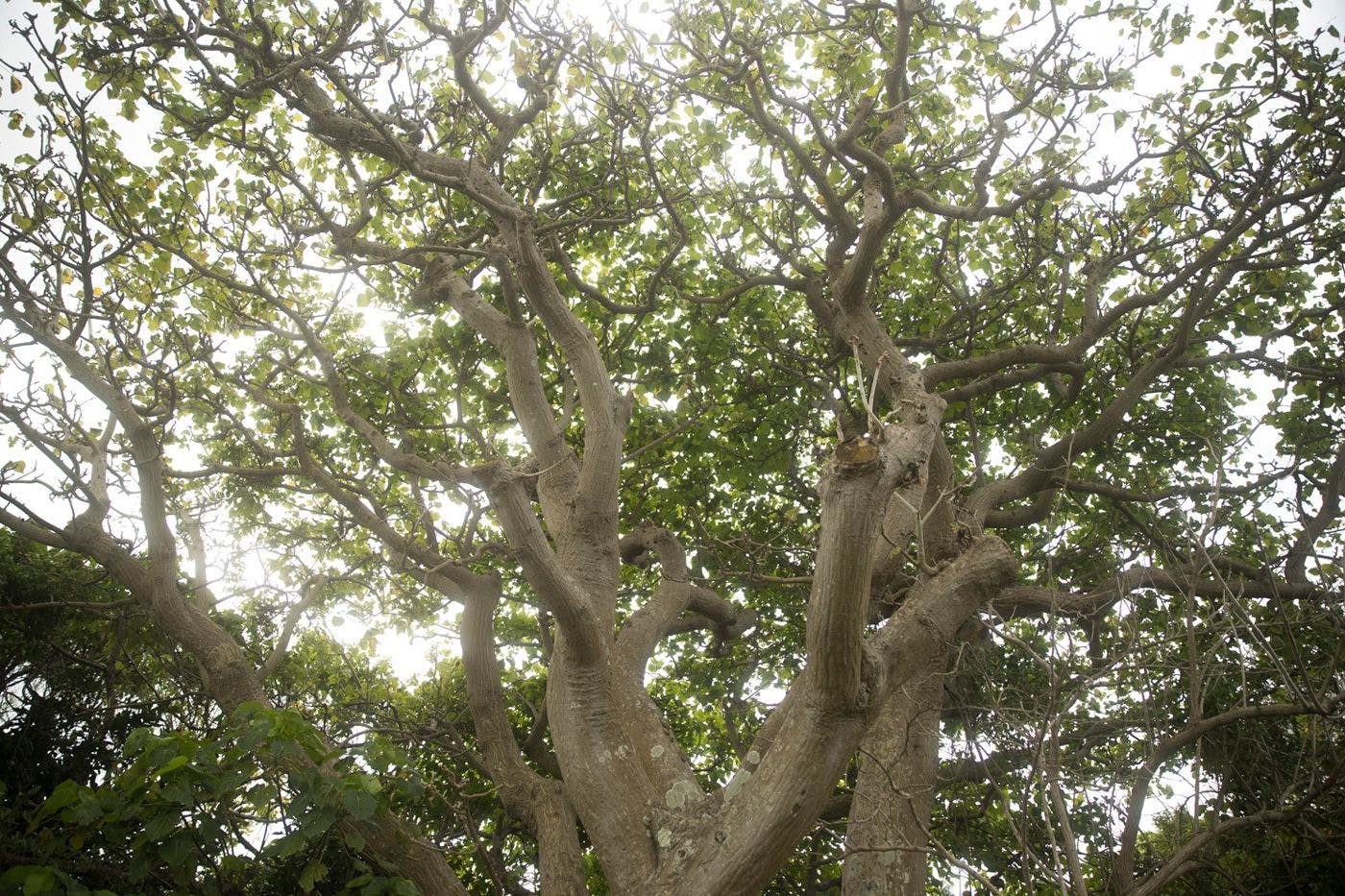 Gracieux Villa Lusso
