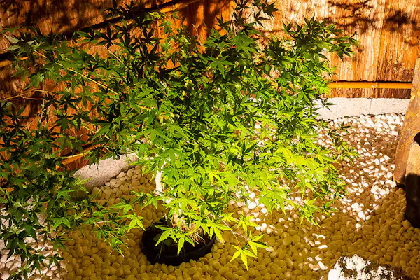 ลานกลาง