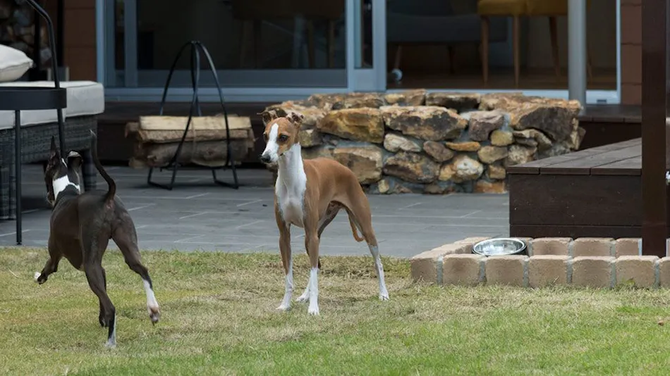 sendouQ second/sendouQ third dog