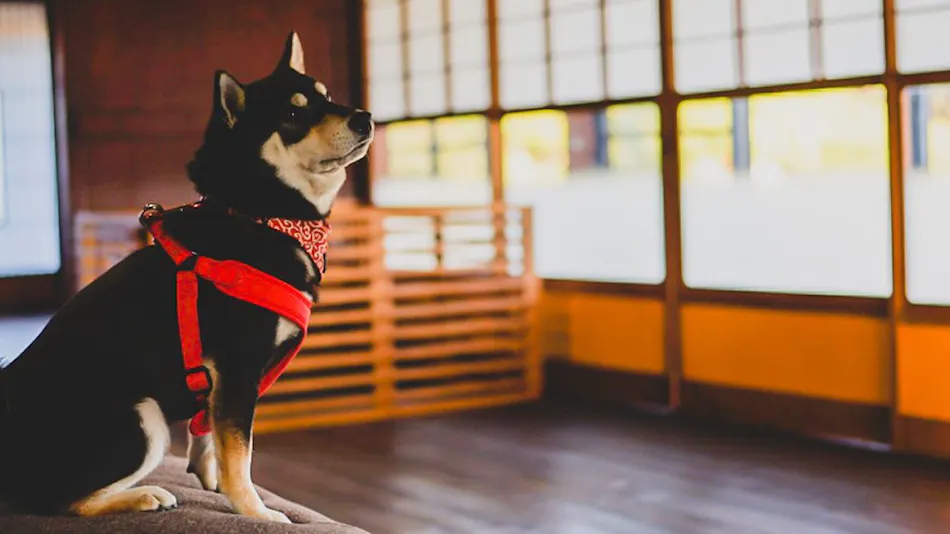 Kominka Yado Ruufu Okanoya