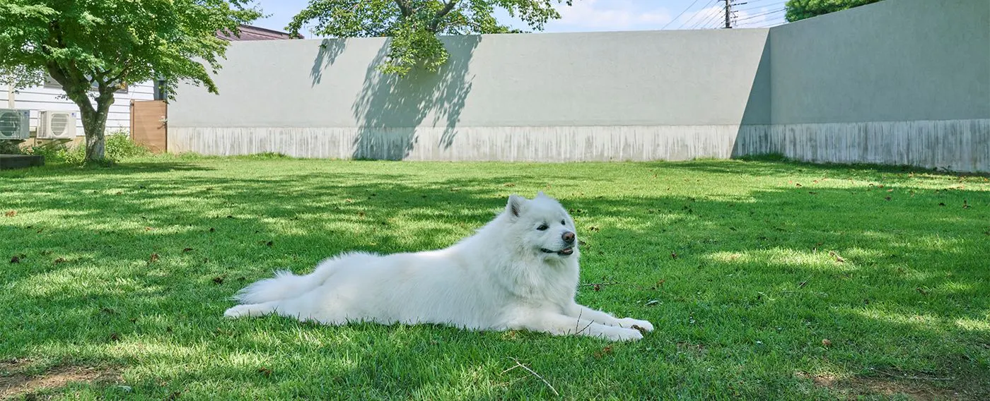 สนามวิ่งเล่นสุนัขขนาด 300 สึโบะ