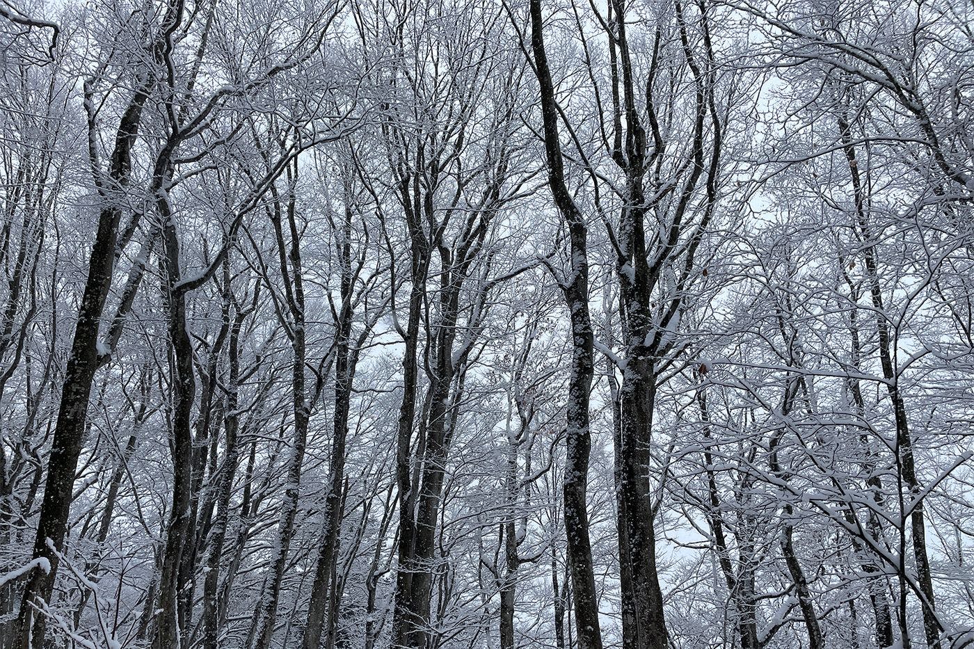 雪の家　古澤邸