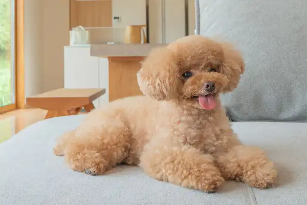 สัตว์เลี้ยง