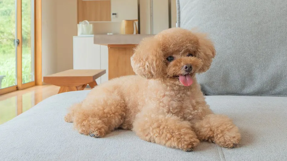 Doggy's Tateyama Mera Beach by GIFTHOUSE - Dog-Friendly Villa -