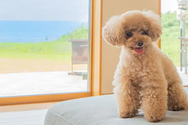 สัตว์เลี้ยง