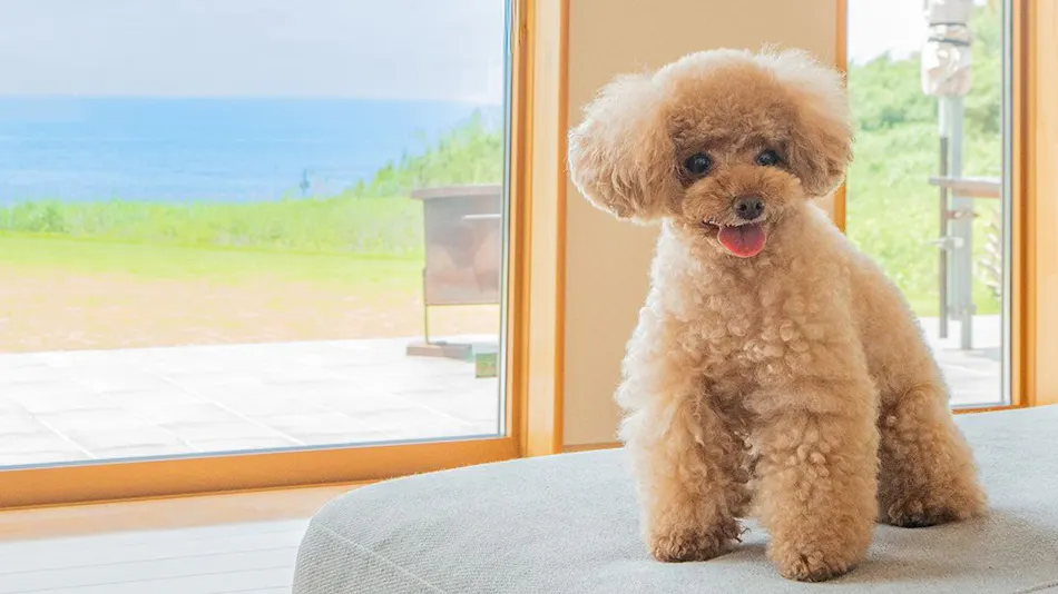 Doggy's Tateyama Mera Beach by GIFTHOUSE - Dog-Friendly Villa -