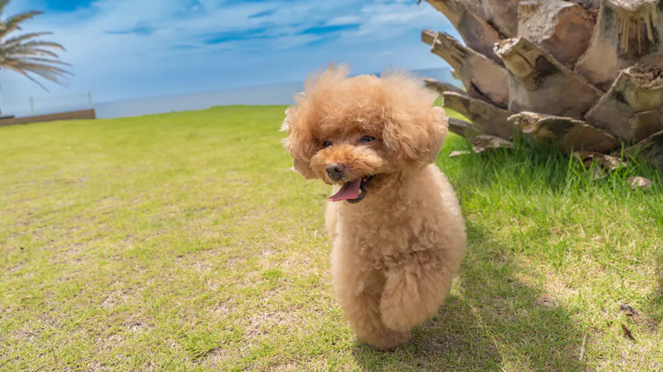 Doggy's Tateyama Mera Beach by GIFTHOUSE - Dog-Friendly Villa -