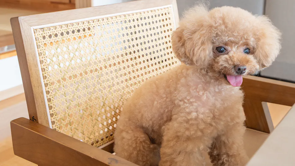Doggy's Tateyama Mera Beach by GIFTHOUSE - Dog-Friendly Villa -