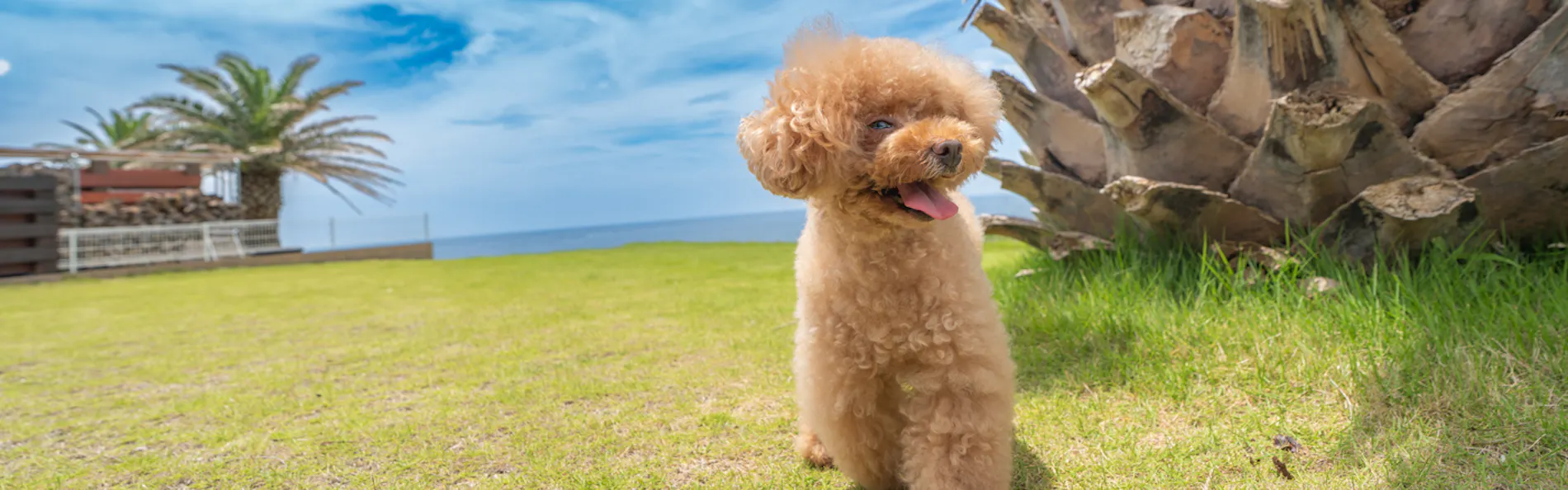 ドギーズ 館山 布良海岸 by GIFTHOUSE - Dog friendly villa -