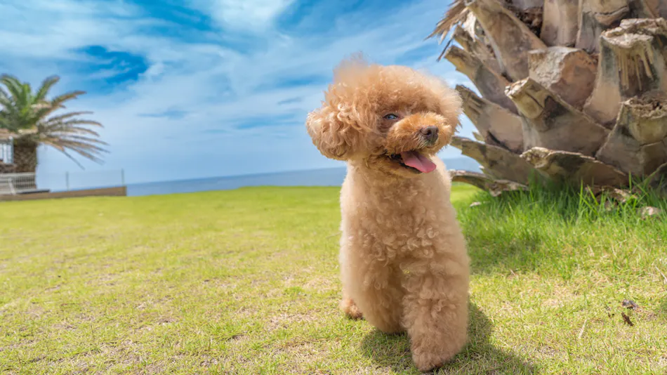 Doggy's Tateyama Mera Beach by GIFTHOUSE - Dog-Friendly Villa -