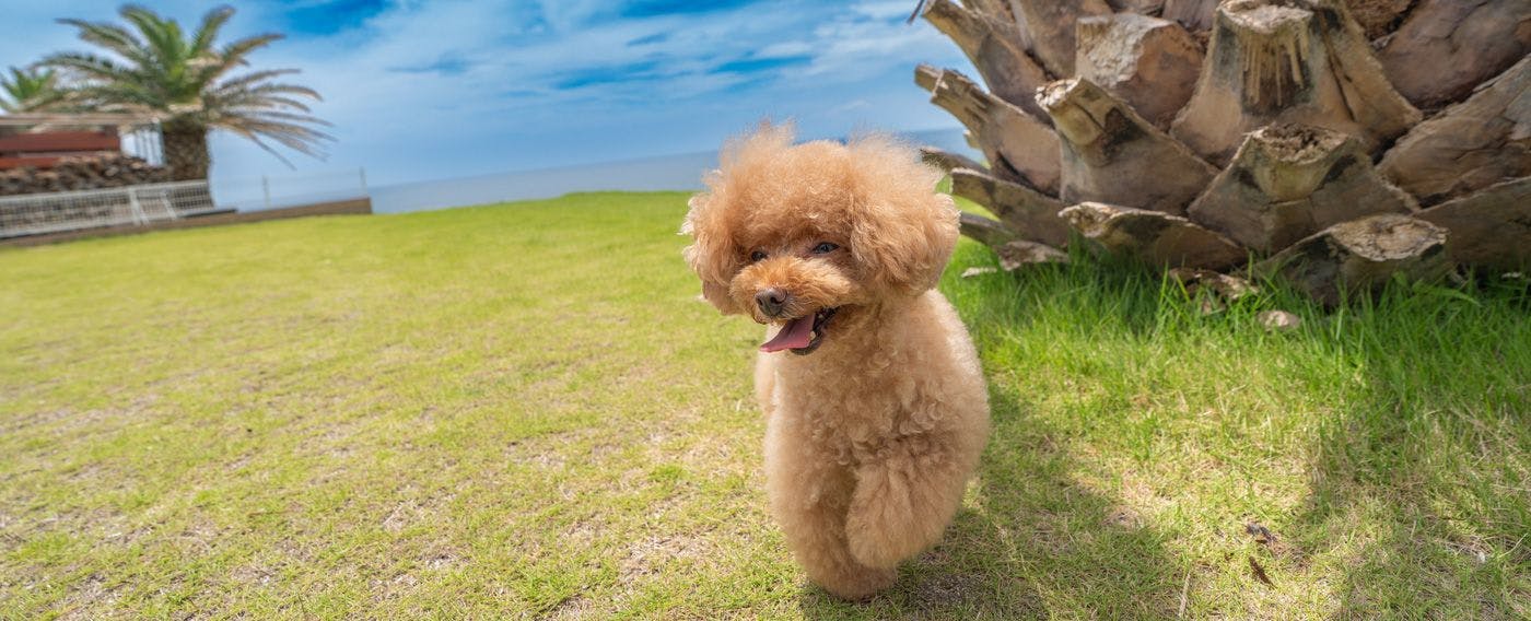ドギーズ 館山 布良海岸 by GIFTHOUSE - Dog friendly villa -
