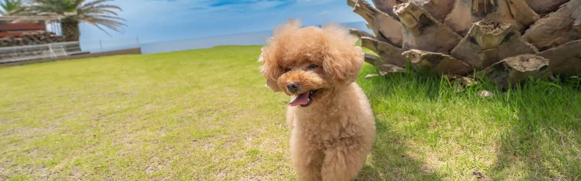 ドギーズ 館山 布良海岸 by GIFTHOUSE - Dog friendly villa -