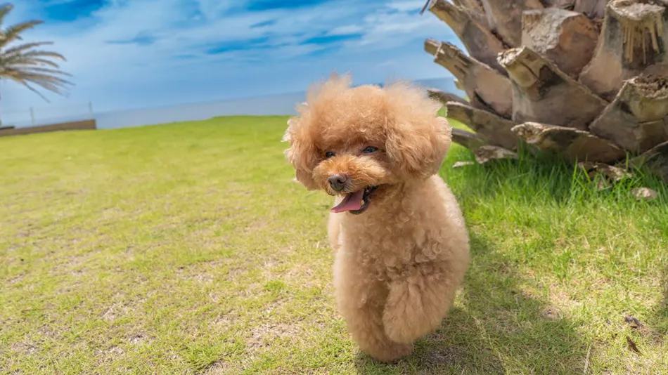Doggy's Tateyama Mera Beach by GIFTHOUSE - Dog-Friendly Villa -