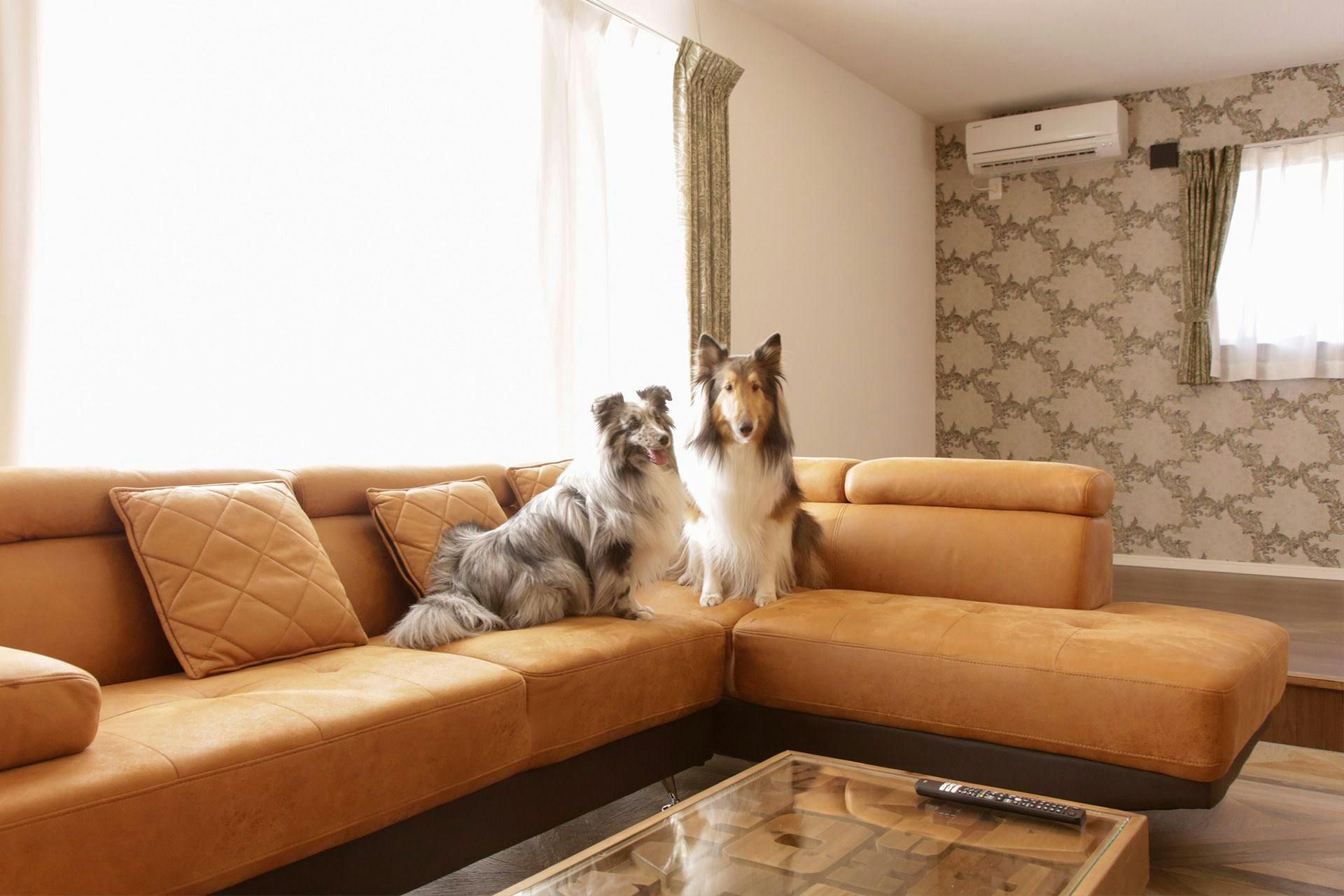 犬