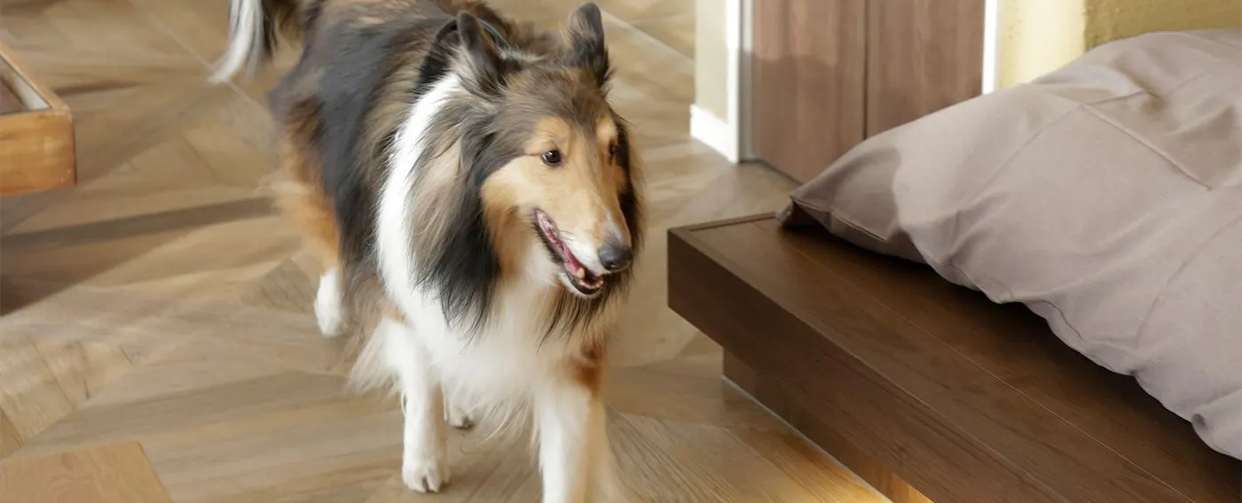 愛犬と飼い主が、どこにいても互いの気配を感じられる設計
