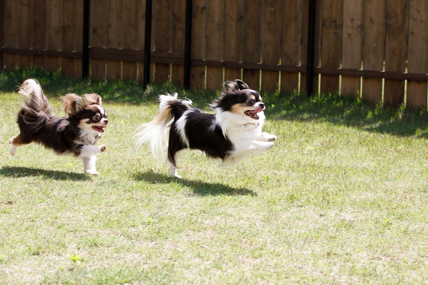 愛犬と過ごす時間