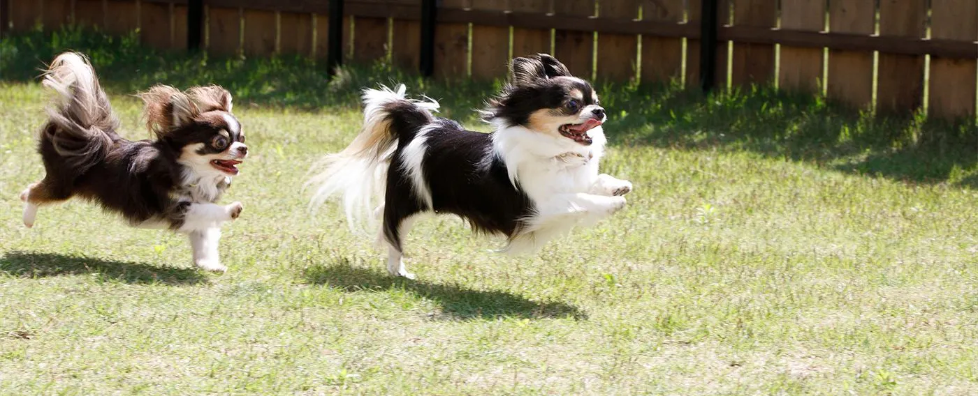 愛犬と過ごす時間