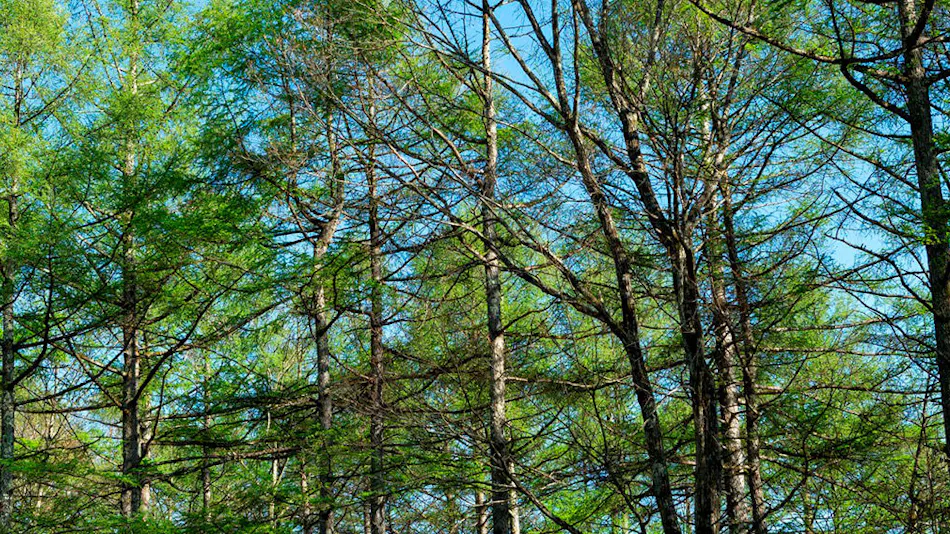 Prince Vacation Club Villa Karuizawa Asama