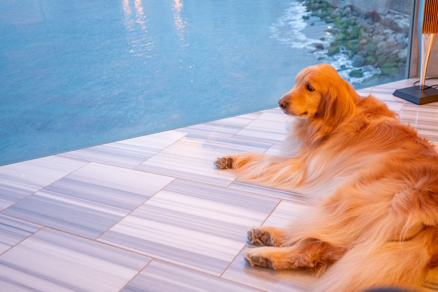 ペット2同伴可能