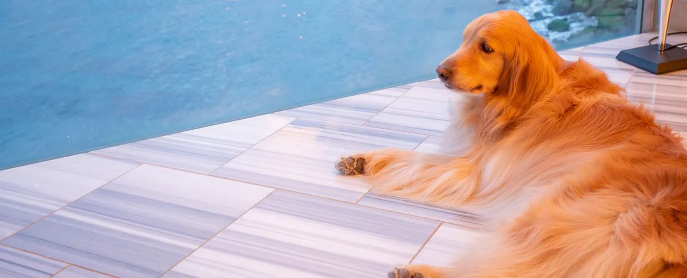 ペット2同伴可能