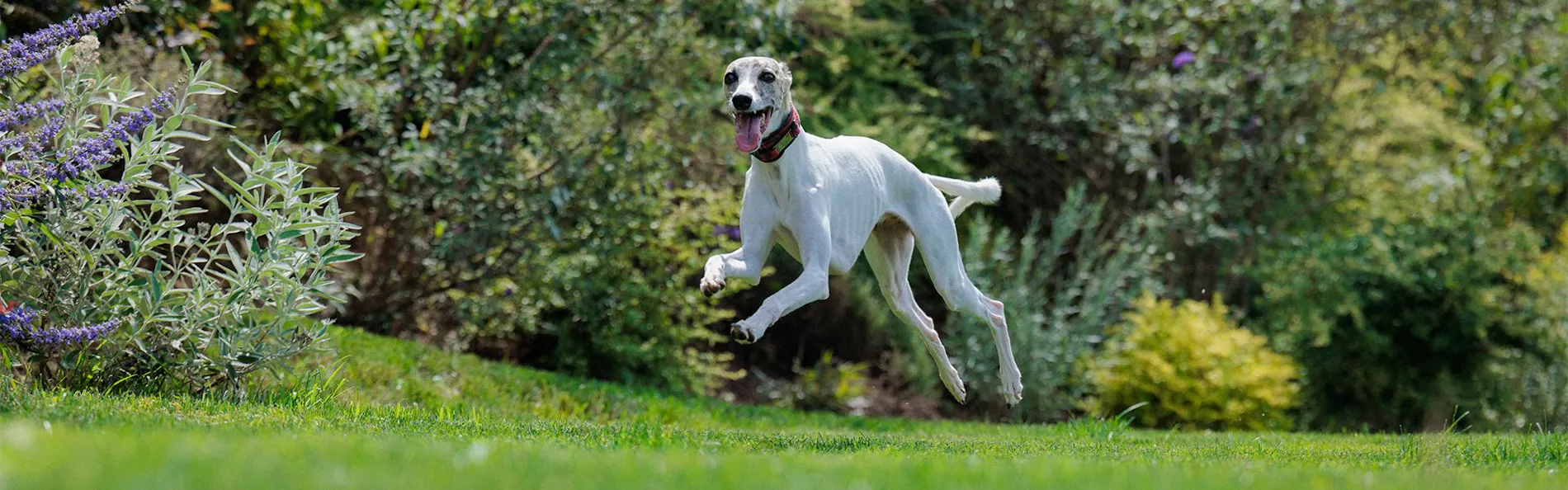 ASNOVA RESORT / 空の家ガーデン