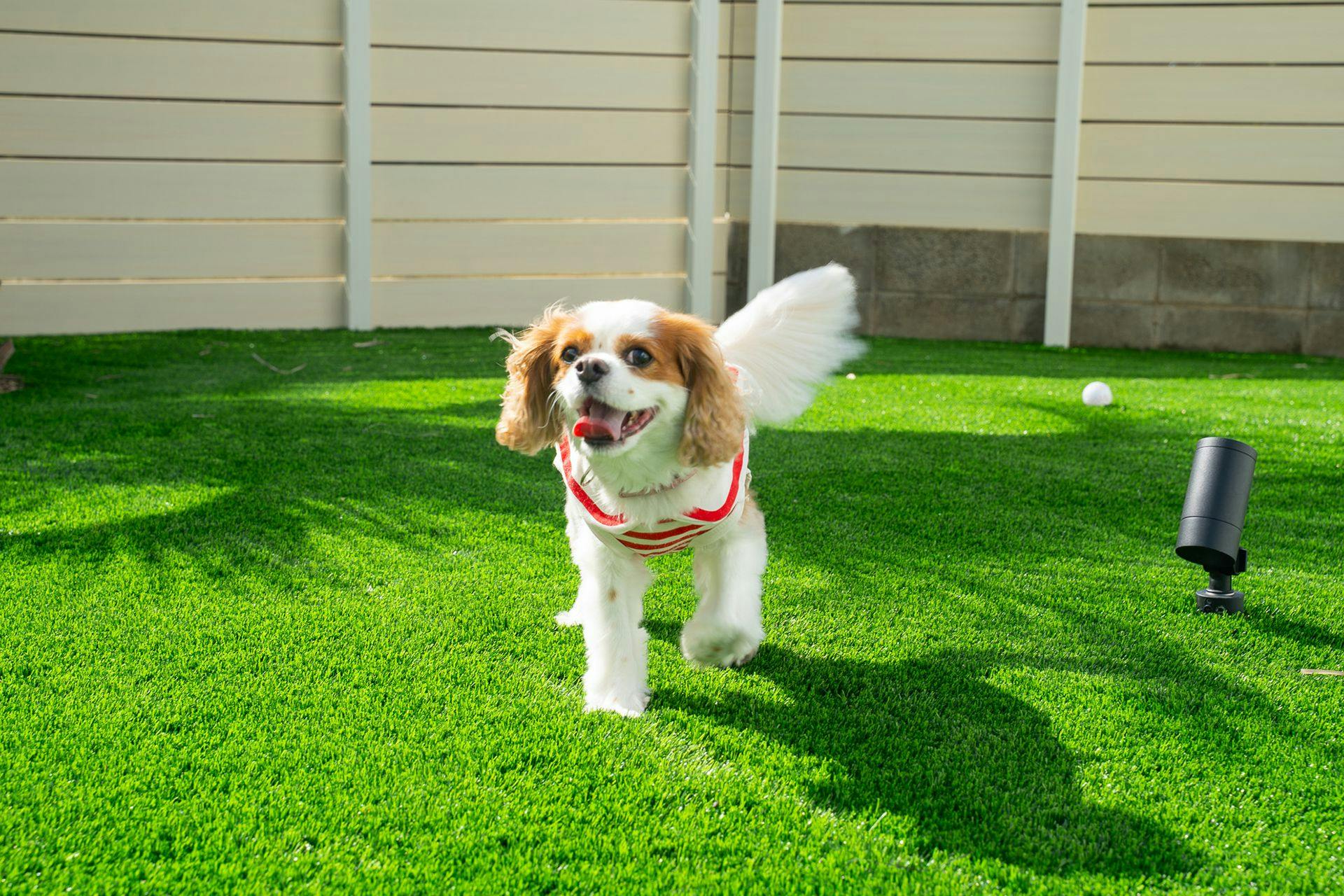 เป็นมิตรกับสุนัข