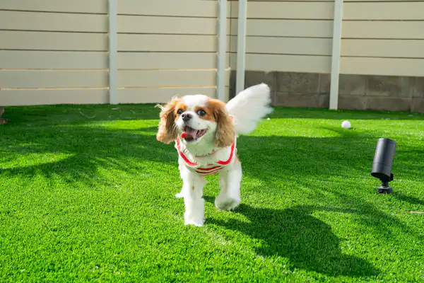 เป็นมิตรกับสุนัข