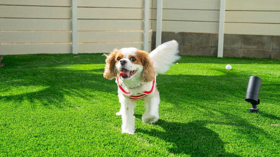 Private Sauna Villa with Your Beloved Dog in Itoshima | ALL LIFE Resort