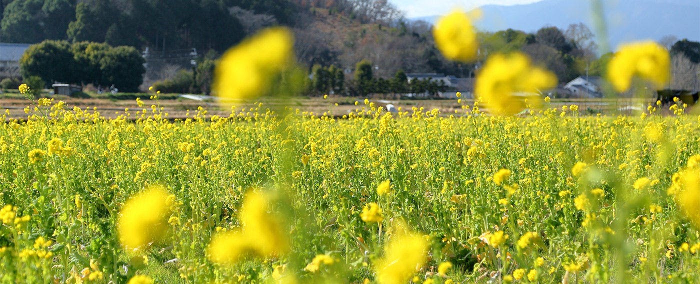 あすか癒俚の里 森羅塾