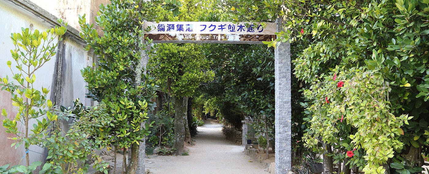 備瀬のフクギ並木