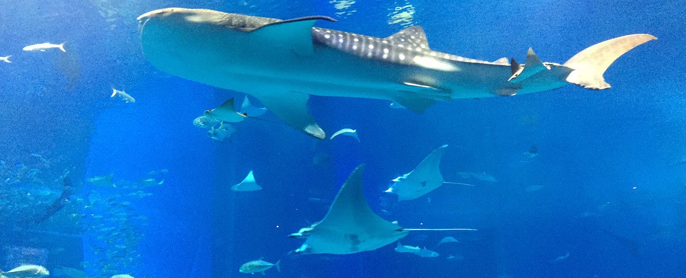 美ら海水族館