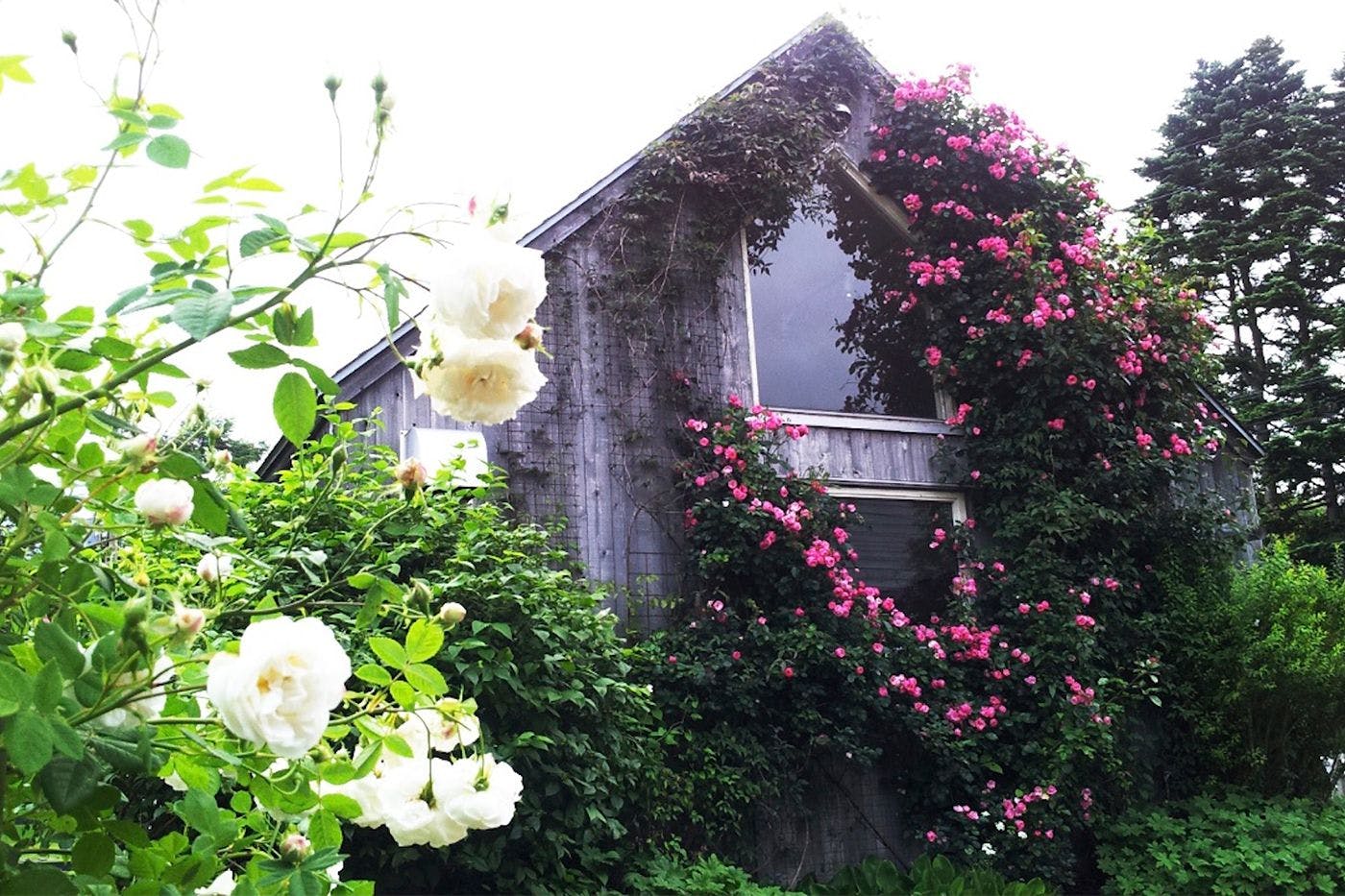 Garden Shed