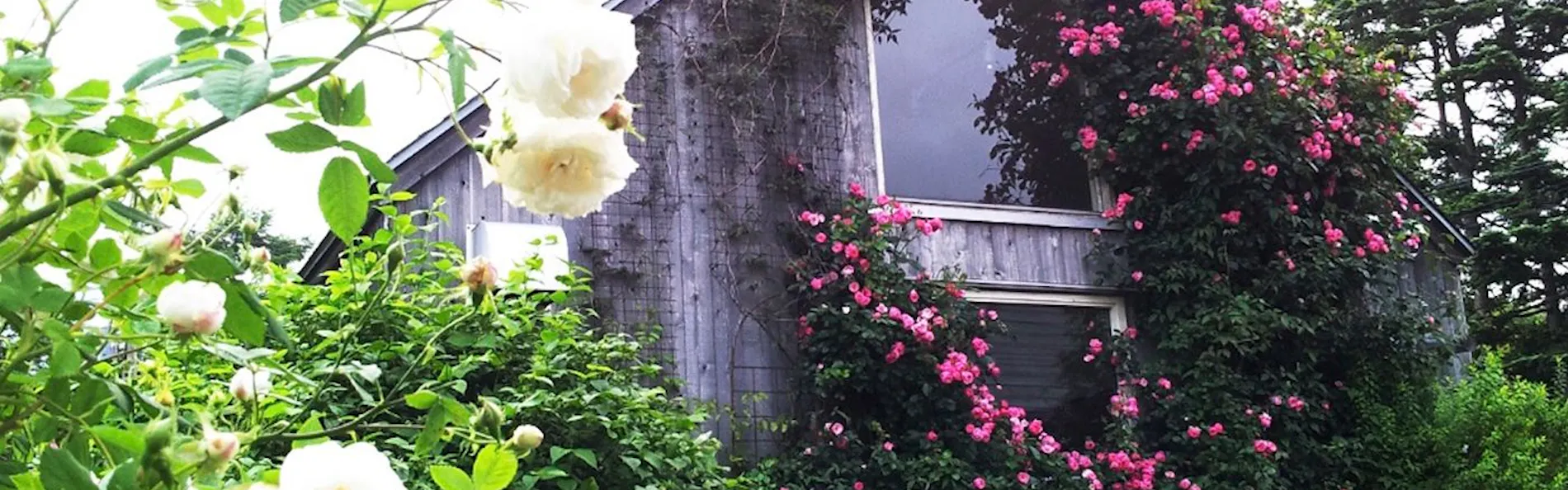 Garden Shed