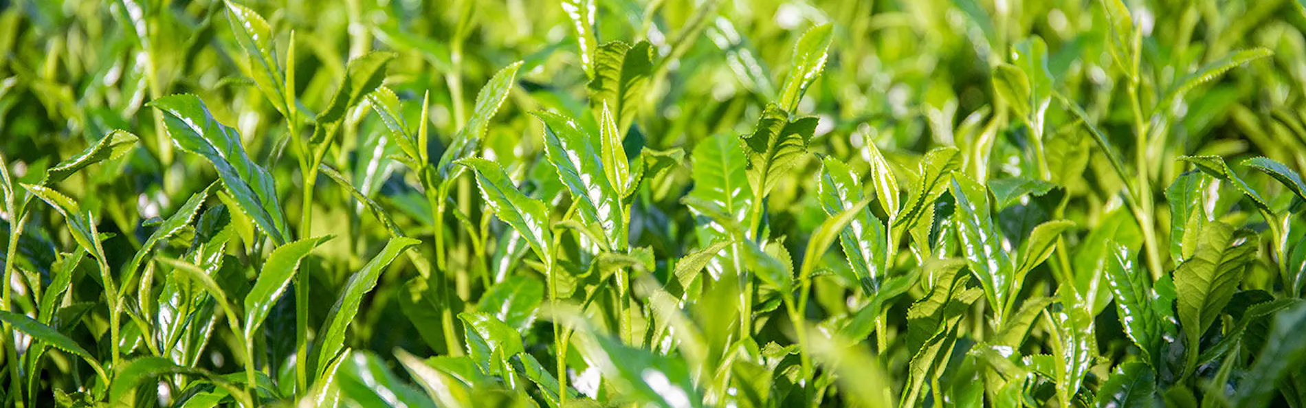一棟貸切宿「茶心」