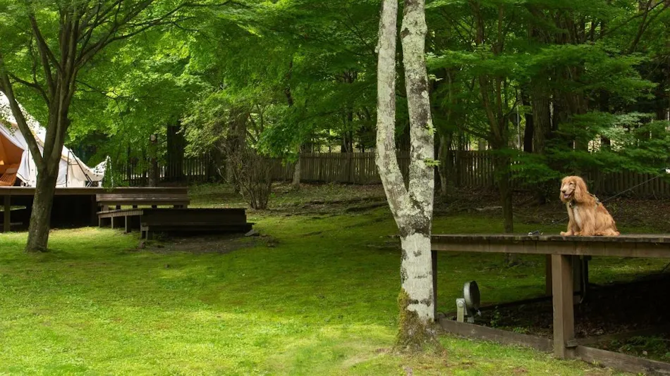 RITA'S RANCH Minami-Karuizawa ~A Tent Holiday with Your Beloved Dog~