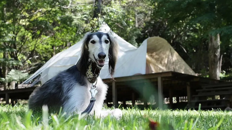 RITA'S RANCH Minami-Karuizawa ~A Tent Holiday with Your Beloved Dog~