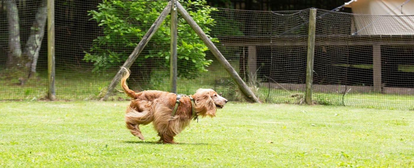 RITA'S RANCH Minami-Karuizawa ~A Tent Holiday with Your Beloved Dog~