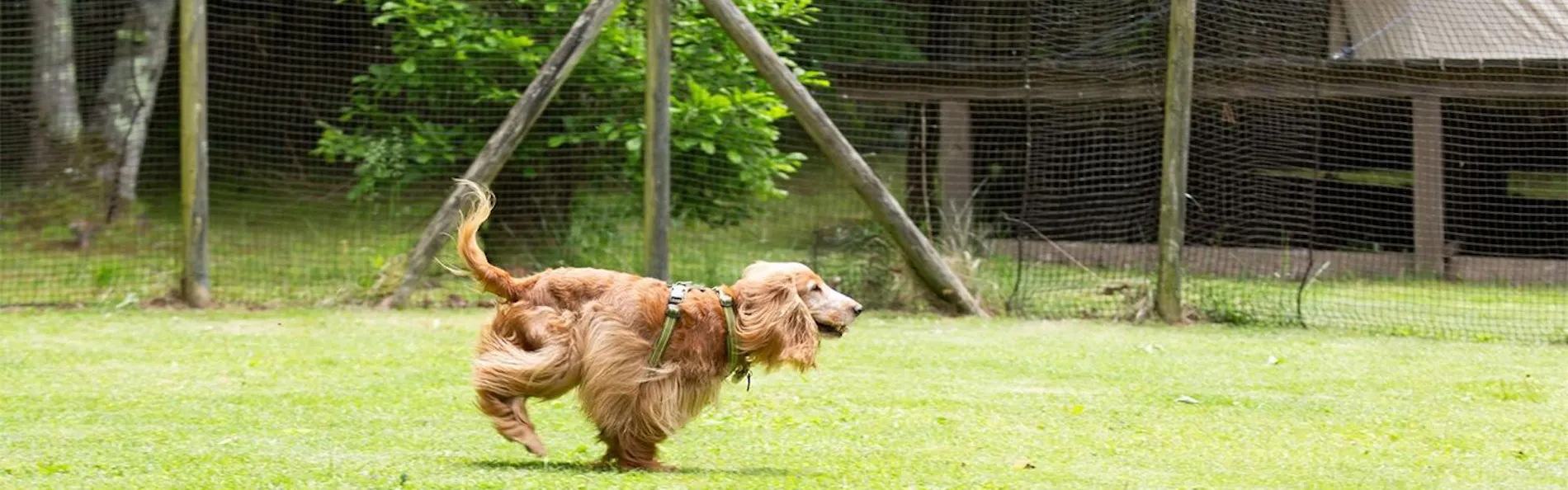 RITA’S RANCH 南軽井沢 ~愛犬と過ごすテントの休日~