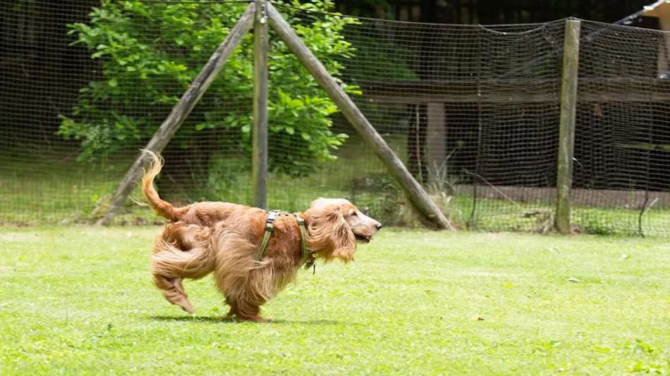 RITA'S RANCH Minami-Karuizawa ~A Tent Holiday with Your Beloved Dog~