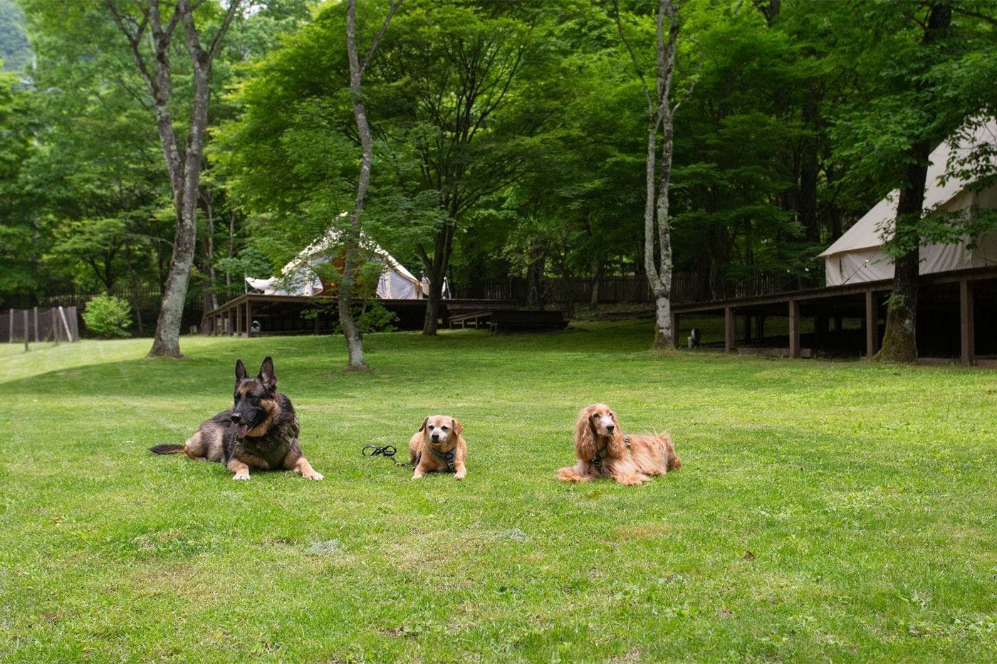 RITA’S RANCH 南軽井沢　～愛犬と過ごすテントの休日～