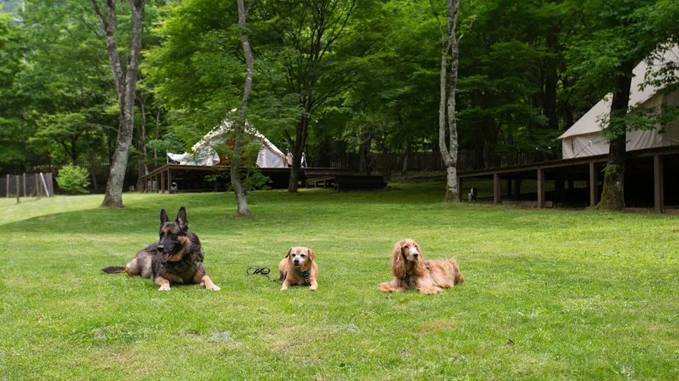 RITA'S RANCH Minami-Karuizawa ~A Tent Holiday with Your Beloved Dog~