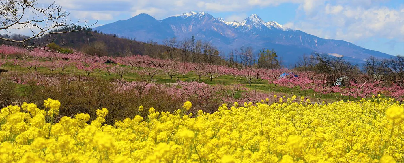 八ヶ岳と菜の花畑