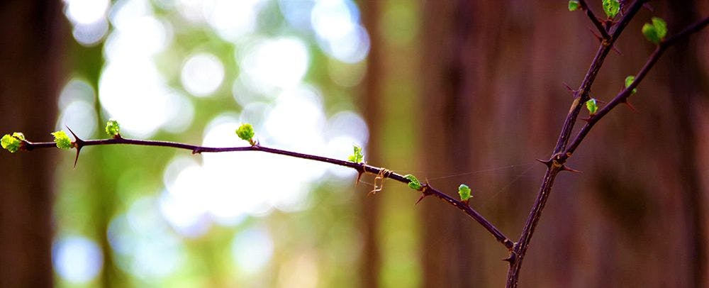森の新芽の芽吹き　